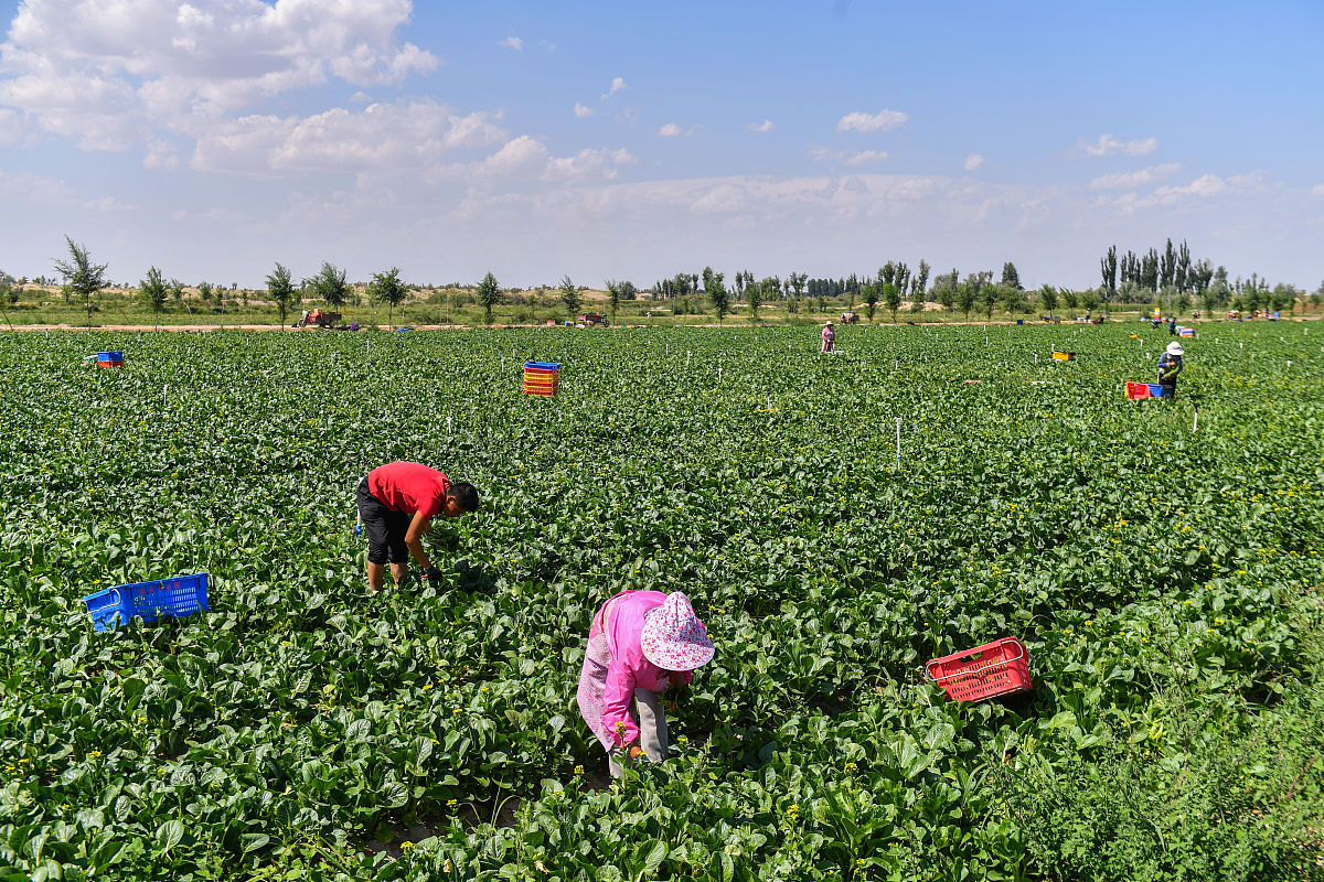 民勤职业中等专业现代农艺技术就业前景分析