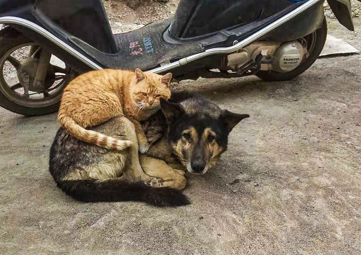捡狗富捡猫穷？真相大揭秘！