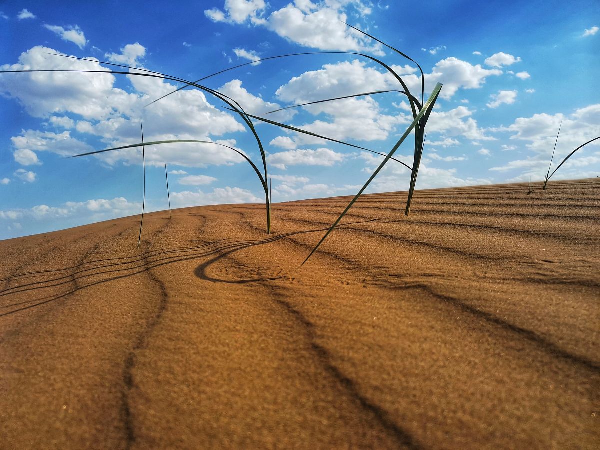 沙漠变绿洲！'沙漠土壤化'技术将改变世界，未来会怎样？