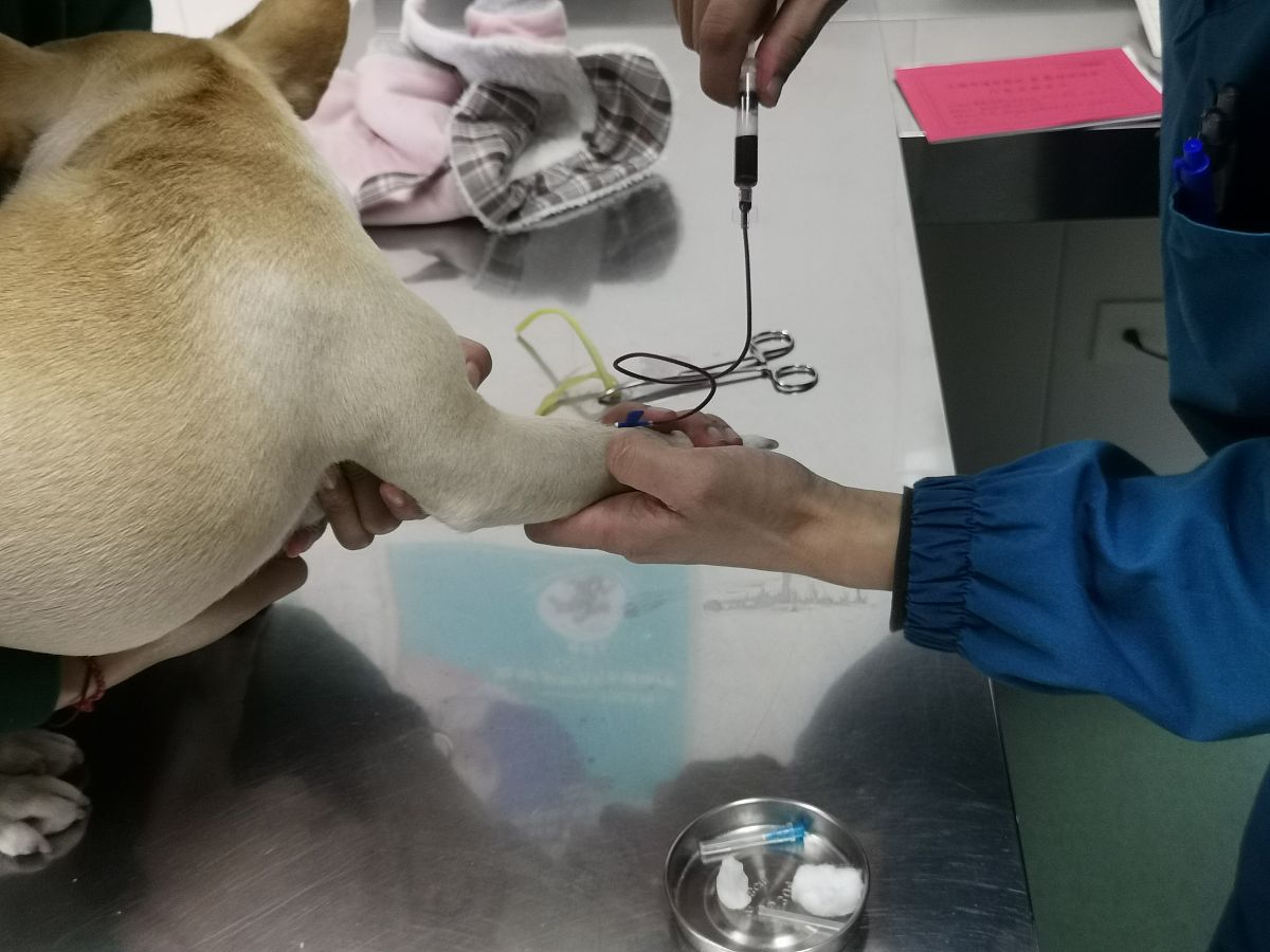 灌胃针使用指南：操作步骤、注意事项及常见问题