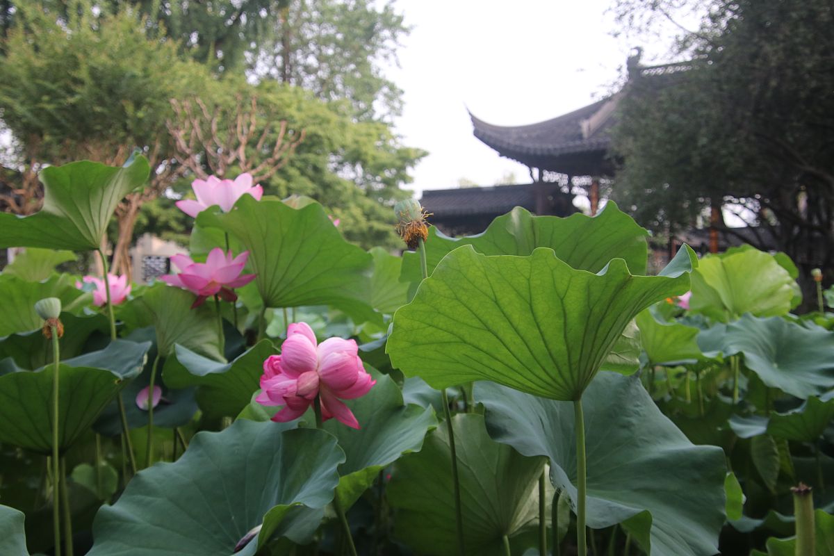 南京莫愁中等专业学校2023年招生条件及专业人数-怎么样