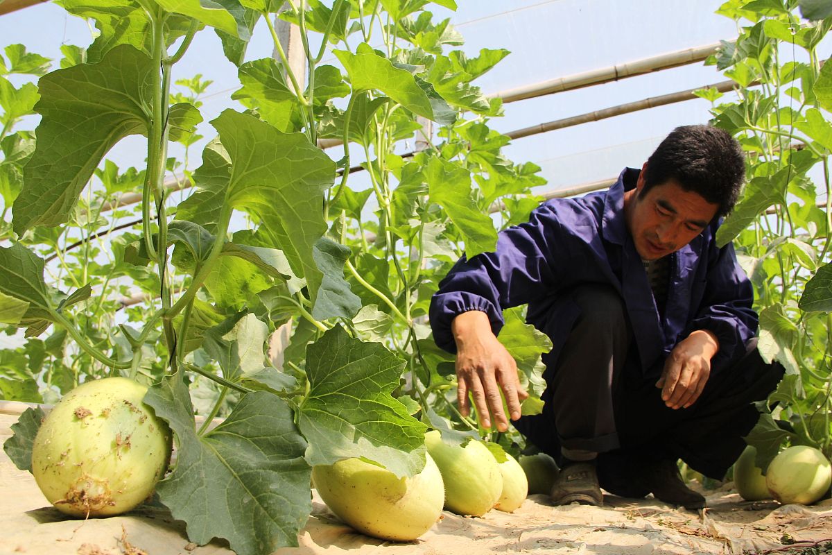 甜瓜+密瓜苗浇了人尿会不会瓜不甜帮我用200字详细描述