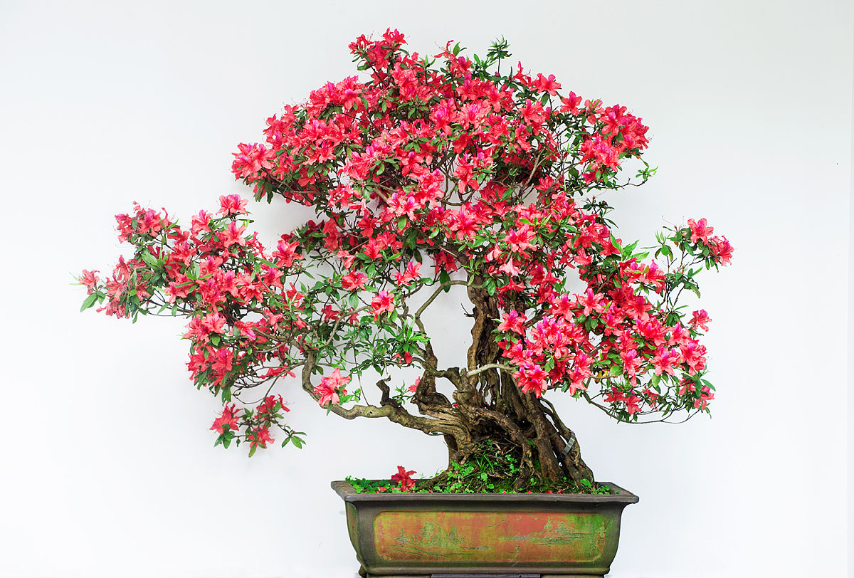 17.8元！超美杜鹃花盆栽，来自杜鹃花之乡的少女推荐