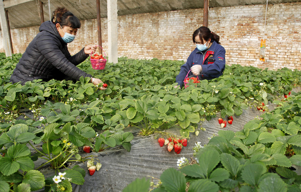 红河州农业学校 - 云南农业人才培养的摇篮