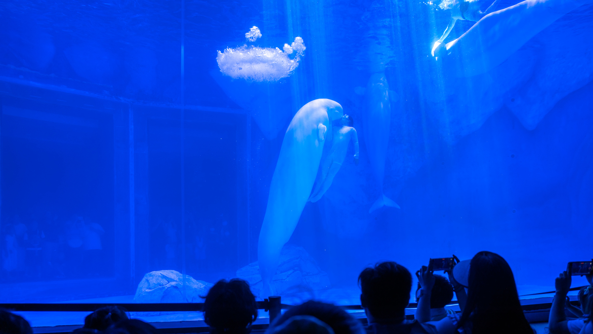 大连圣亚极地馆介绍