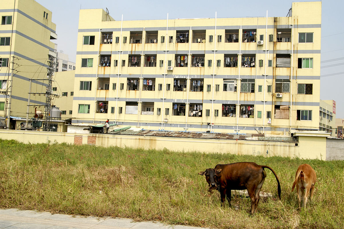 高要区白土镇耕牛市场属于那个部门管辖回答加拓展。