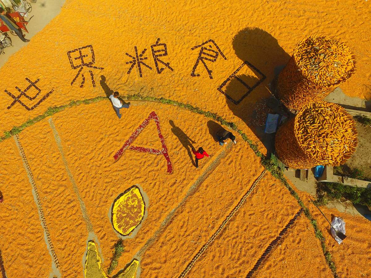 世界粮食日活动策划方案：共筑安全粮食梦