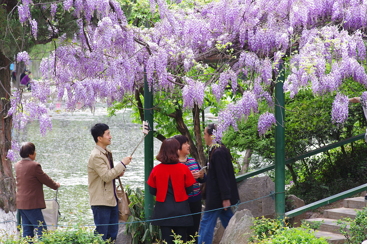 紫藤萝瀑布朗读音频