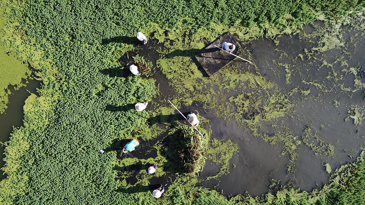 水资源环境时刻影响我国人民生活的质量水平以及国民经济的快速发展对内陆水体环境动态监测对实现内陆水体的污染防护和科学的水资源管理有着重要意义。叶绿素aChlorophyll-aChl-a作为内陆水体的重要水质参数同时也是藻类重要的组成成分之一是监测内陆水体富营养化程度一个重要指标估算反演区域水体内叶绿素a的浓度含量可以协助治理水体健康维持水域及其周边生态环境而遥感技术可以实时、快速、大范围地获取水体
