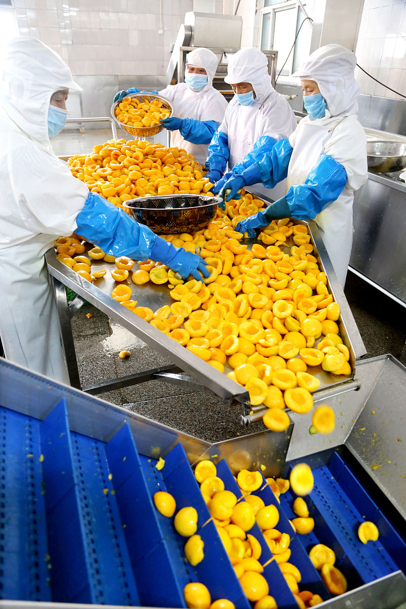 金果兴农团队展示枇杷次果加工设备，助力乡村振兴