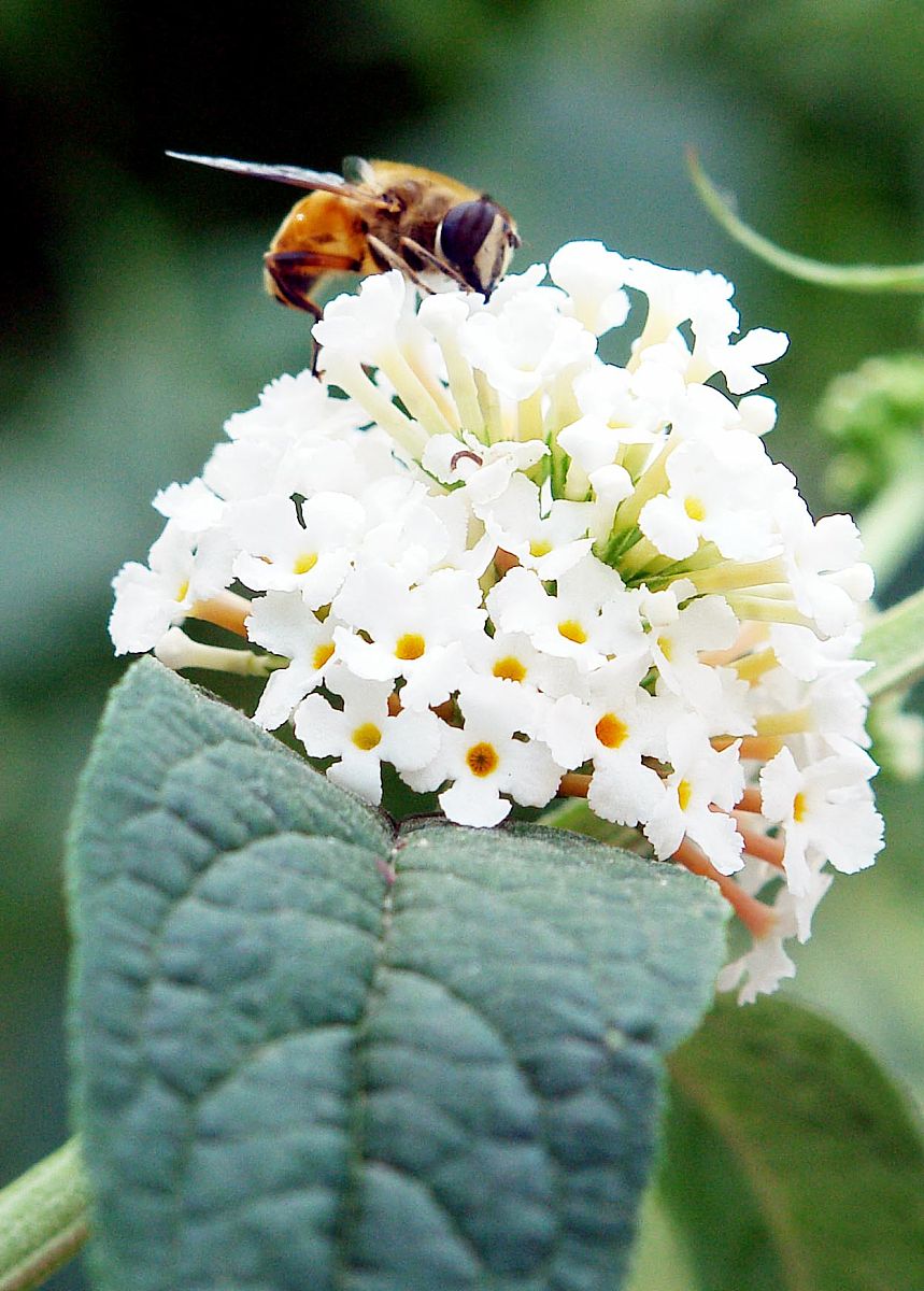 山西药科职业学院中草药栽培技术专业好就业吗