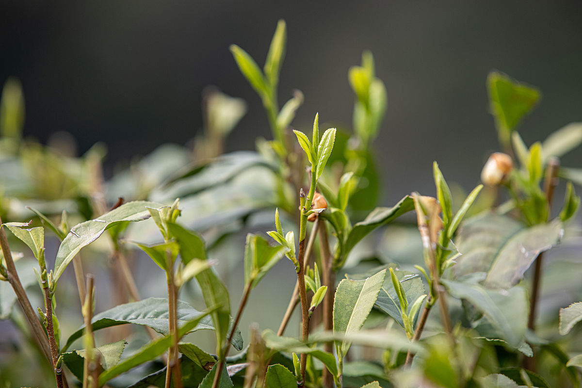 龙井旅游景点介绍和美食。
