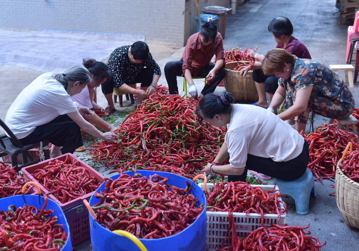 杭州辣椒批发市场大全：价格实惠、品种齐全