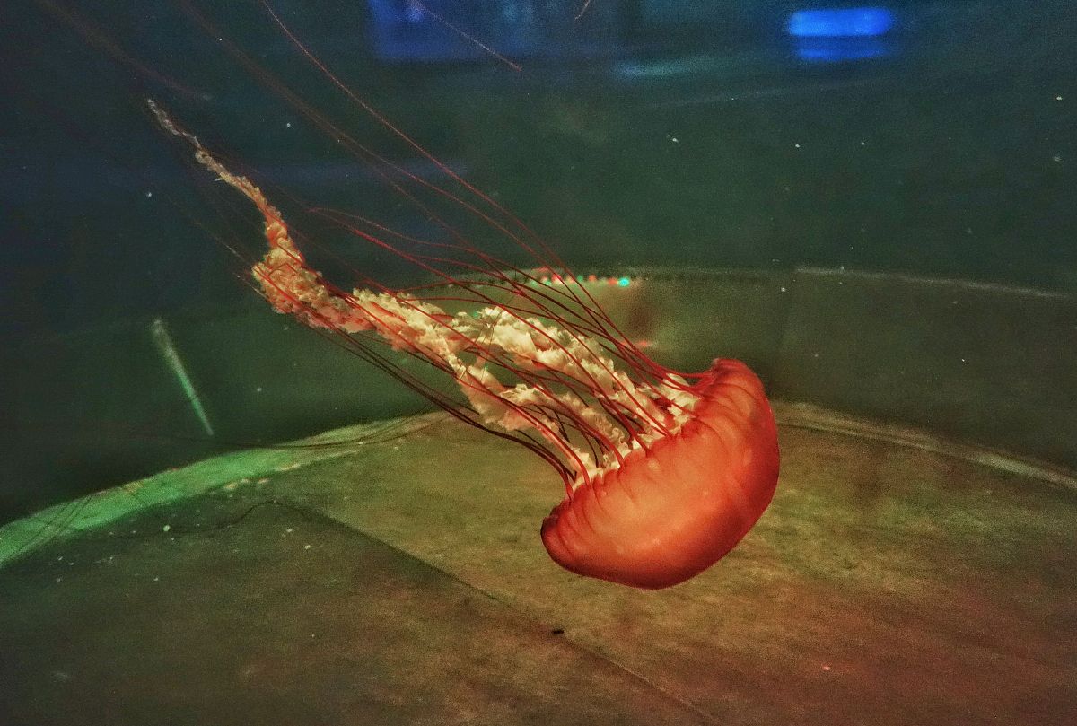 桡足类如何进食？滤食是主要方式