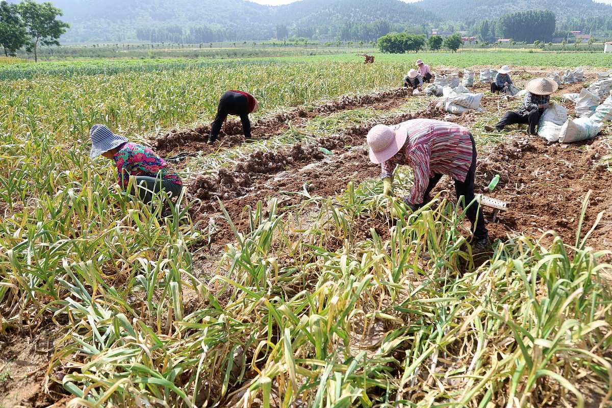 中国大蒜种植面积稳定，主要产区集中在山东等地