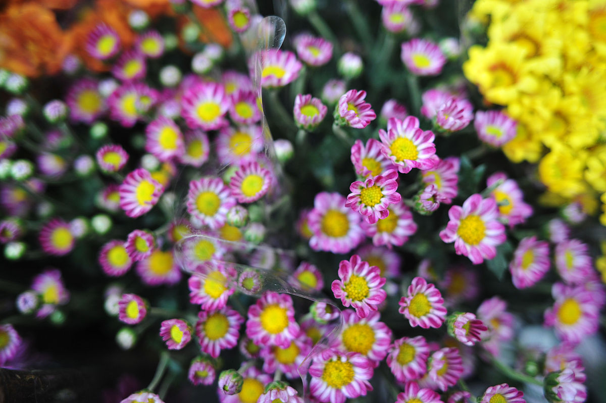 2012年8月4日,北京,朝阳区一家花鸟鱼虫市场.雏菊,小菊花.+++_+++花市