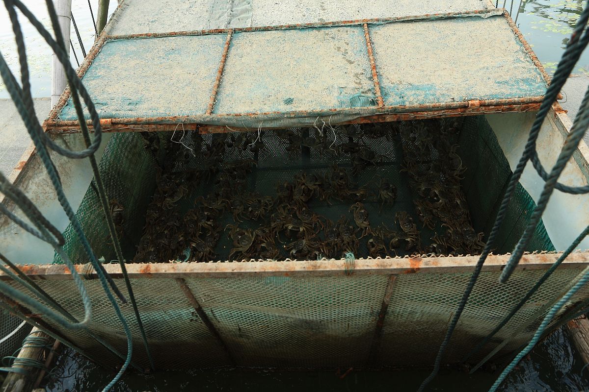 种蟹挂笼开展技术交流