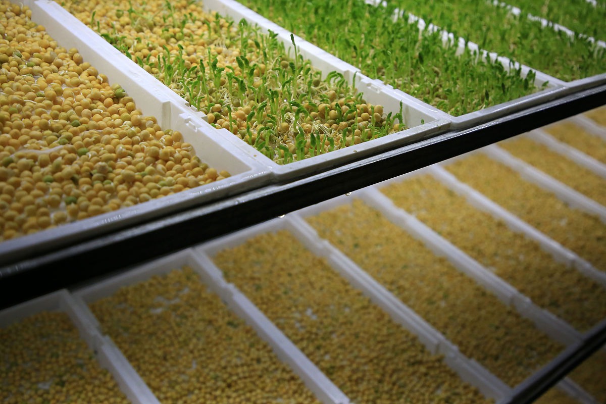 用麦芽豆芽喂鸭子好吗？答案可能出乎意料！