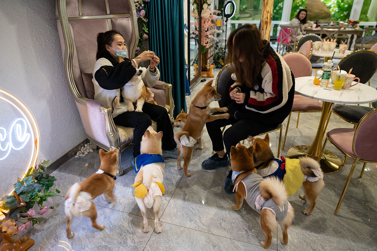 如何改变宠物与主人的互动方式？ 提升宠物生活趣味的10种方法