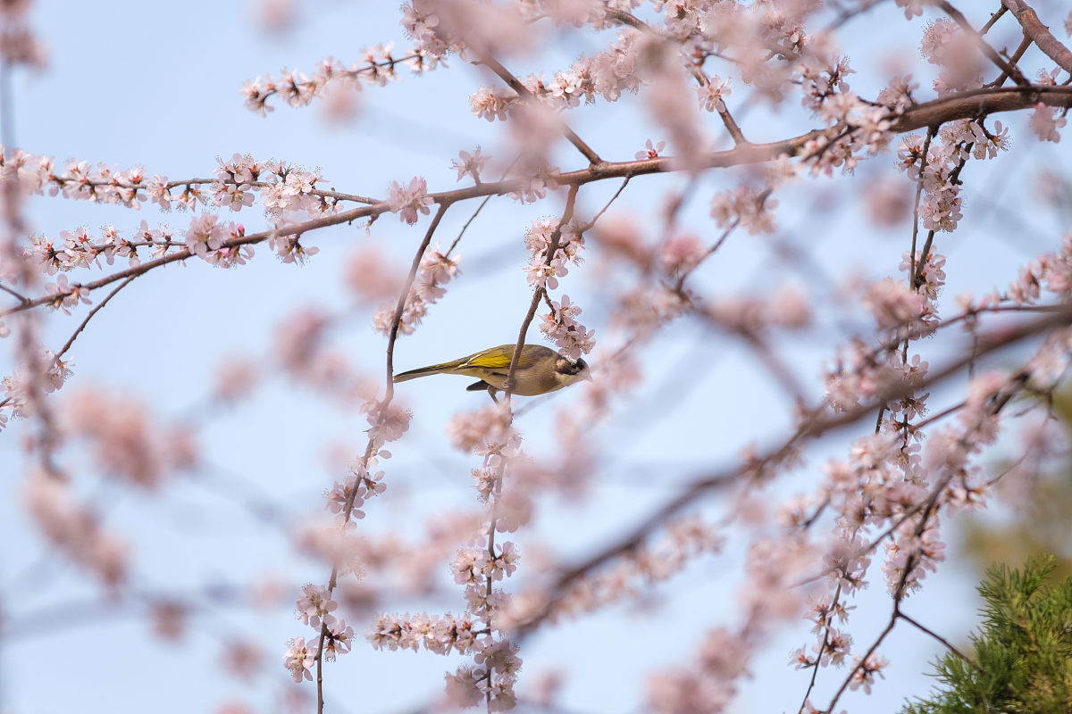 水利工程害堤动物普查：班组划分、人员配备及管理方案