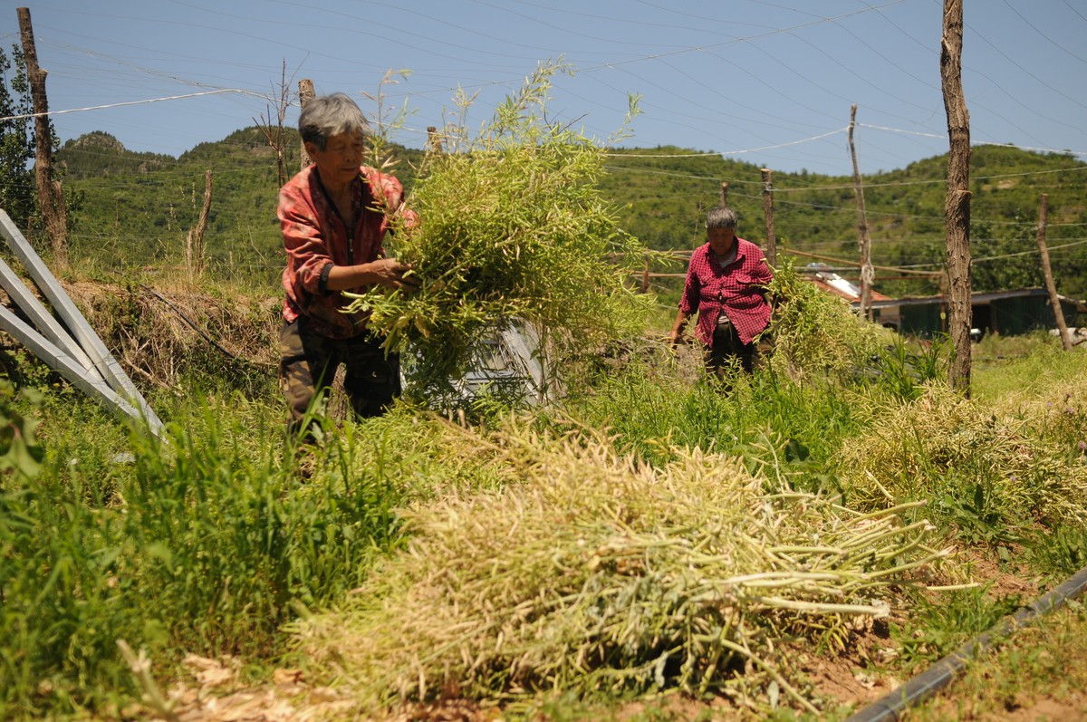 延安市宝塔区春季农田鼠害防治研究：背景分析与重要性