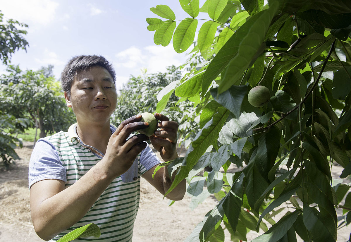 1 商洛核桃产业发展的现状	211 生产规模现状	212 品牌建设现状	313 产品销售现状	32 商洛核桃产业发展存在的主要问题	421 种植管理不到位	422 缺乏龙头企业引领	423 产业链不完善	53 商洛核桃产业发展对策	631 加快标准化核桃园建设	632 政府扶持企业建设	733 完善产业链布局	84 结论	9结合以上内容梳理出《商洛核桃产业发展对策》论文的展望不少于500字。