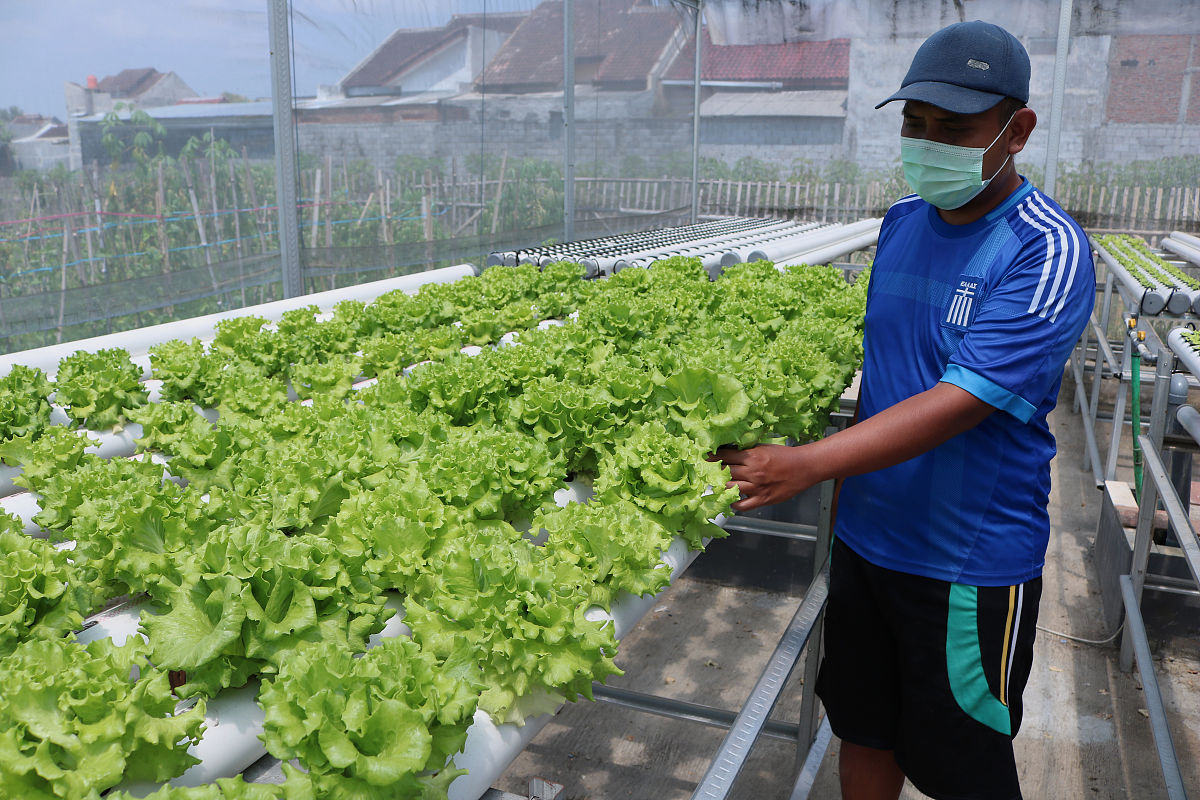 细根呼吸：植物根系能量代谢的关键