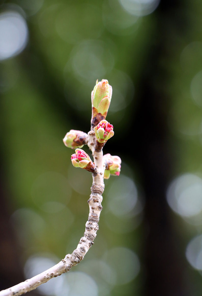永康蓓蕾学校2022年招生简章