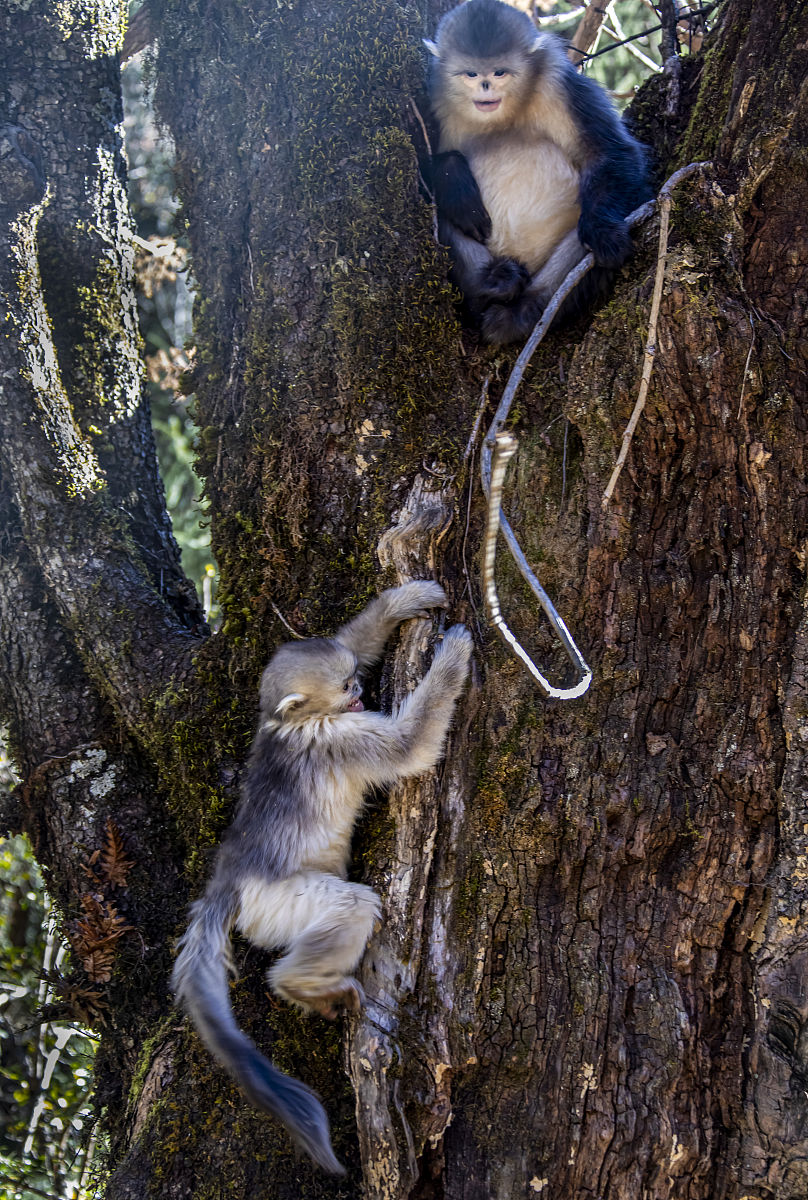 请写出一种动物除了熊猫丹顶鹤和河马的中文和拉丁文名界门纲目科属种濒危等级特征最吸引我的特点及原因栖息地栖息地特点捕食策略天敌生殖和抚育后代野外生存面临的威胁如何保护他们简洁每条不超过20字