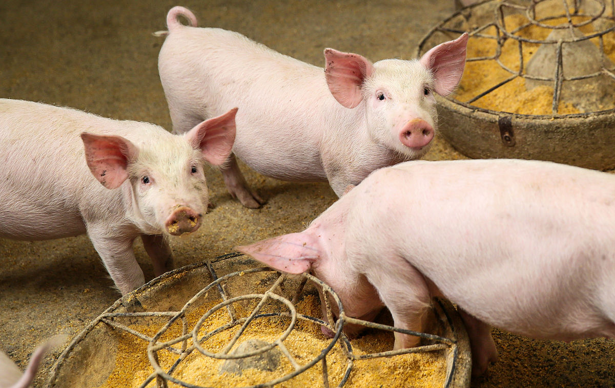 贵州省畜牧兽医学校：培养畜牧兽医人才的摇篮