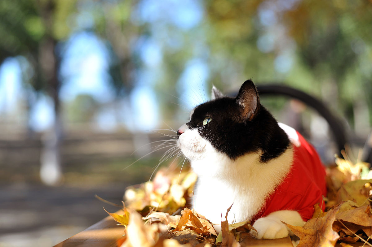 2017年11月4日,北京东小口森林公园,萌猫秋日"高清写真",红叶丛中萌态
