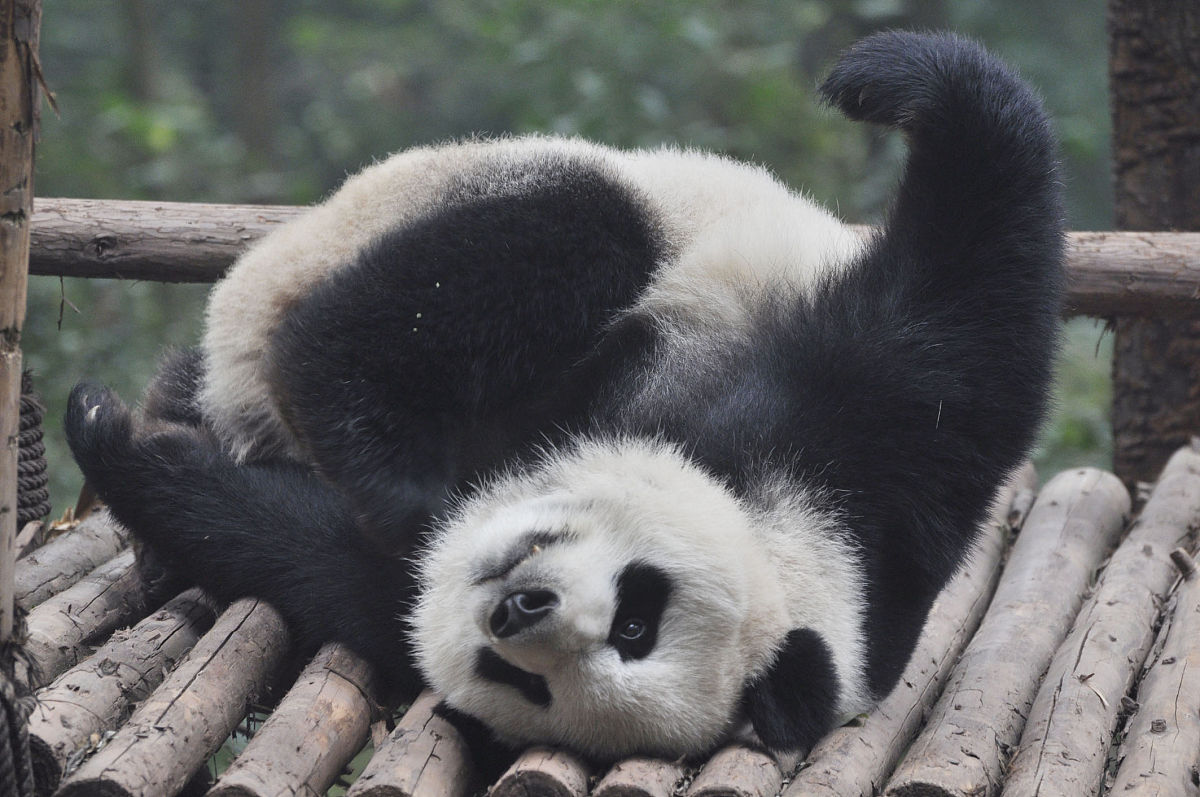 家畜繁殖研究的焦点期刊：REPRODUCTION IN DOMESTIC ANIMALS 稿件类型详解