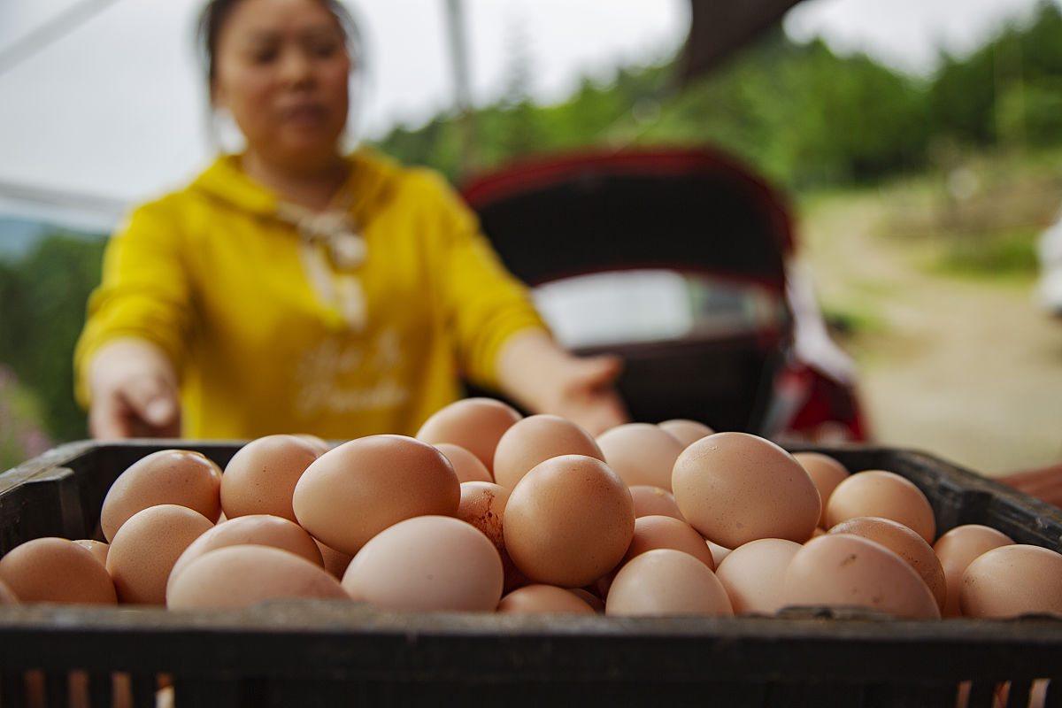 谷物蛋 VS 土鸡蛋：营养、价格、健康哪家强？