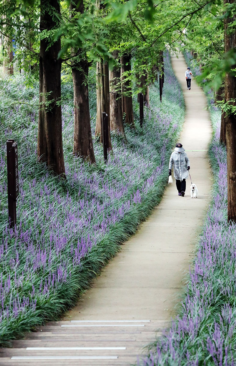 麦冬图片及形态特征介绍 -  了解麦冬的外观和生长习性