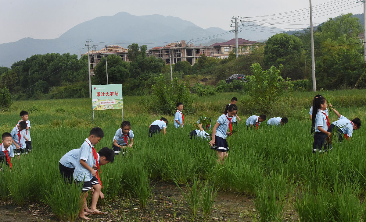 🌻 少年农场：在希望田野上，绽放青春梦想 🌻