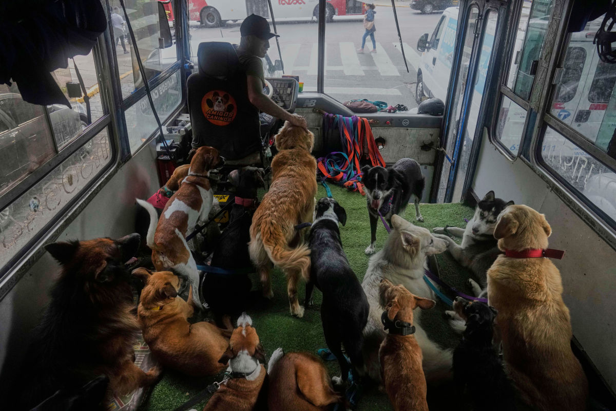 流浪动物收容：给爱一个家