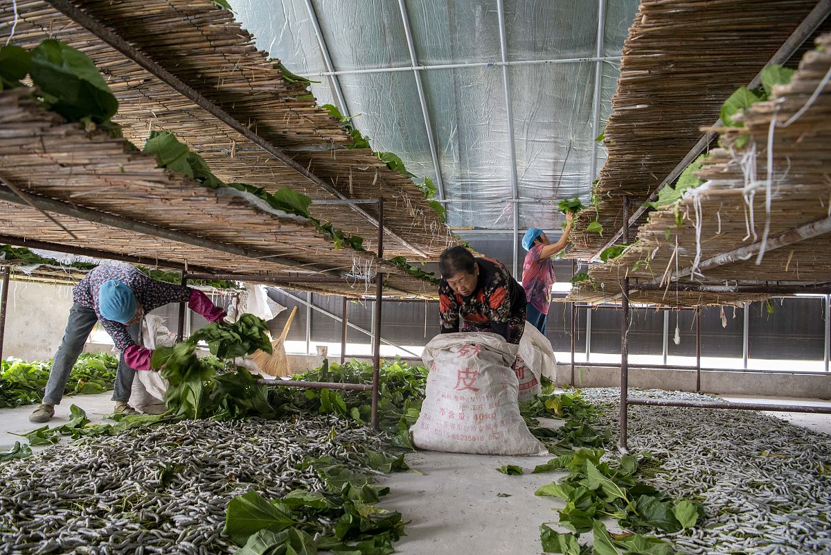 蚕桑生产与经营专业发展前景如何