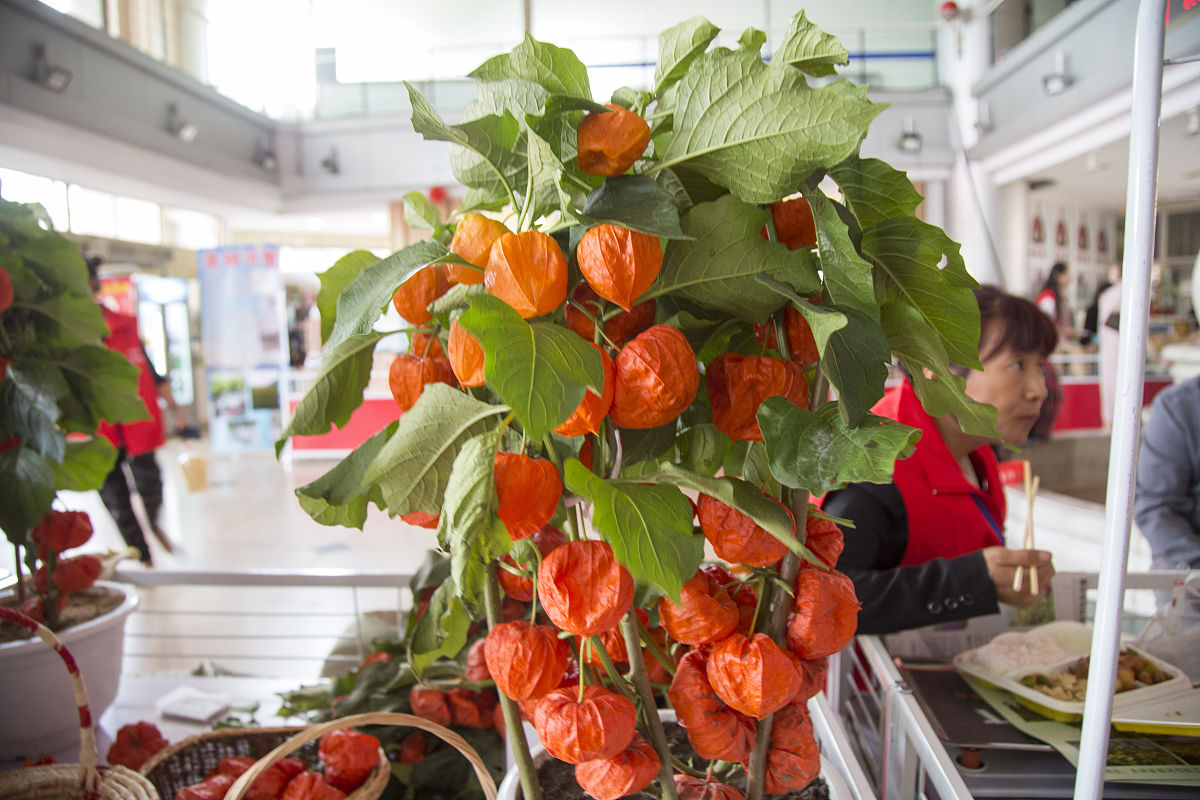 2020年青岛市供销职业中等专业学校招生简章