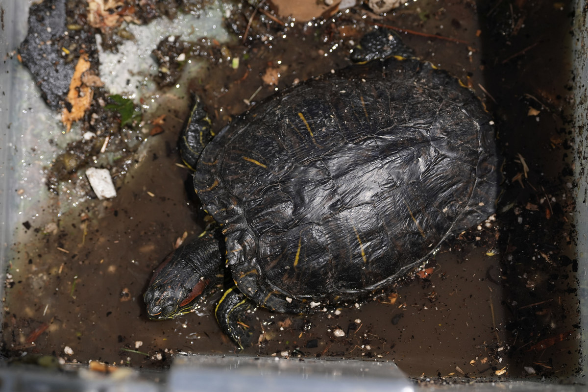 5厘米小鳄龟一个月能长多大？生长速度详解