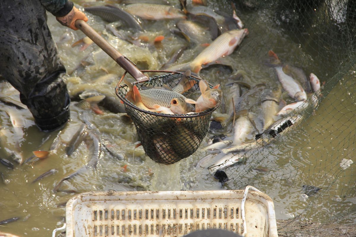 鱼塘里的麻鱼怎么去除？有几种方法可以去除鱼塘里的麻鱼：1 手工捕捉：使用渔网或者鱼钩等工具手工捕捉麻鱼。这种方法比较费时费力但是可以有效控制麻鱼数量。2 使用药物：使用一些针对麻鱼的药物如氧化汞、氯氰菊酯等。这种方法需要注意药物的使用量和使用方法以免对其他鱼类造成危害。3 改变水质：麻鱼适应污浊的水质因此改变水质可以减少麻鱼数量。例如增加水中氧气含量、提高水质清洁度等。4 控制饵料：麻鱼喜欢吃一些