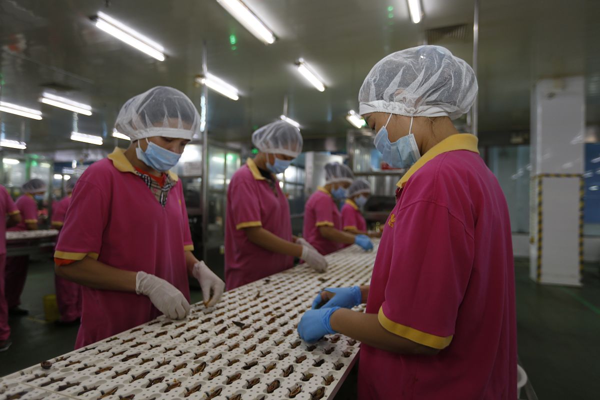 中药生产与加工专业就业岗位及前景分析