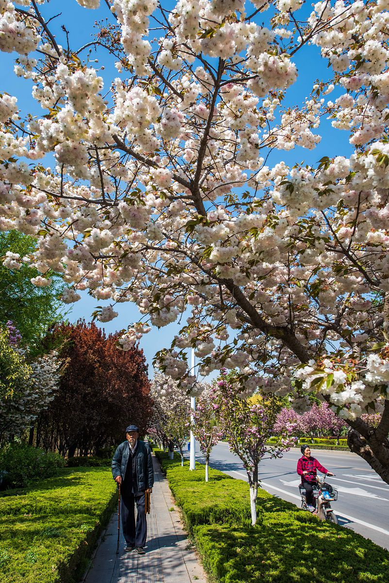樱花任务：搞笑动画解说，笑声与樱花共舞！