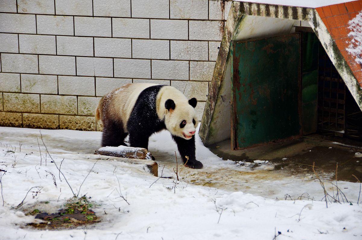 难忘的动物园之旅 - 和小熊猫的相遇