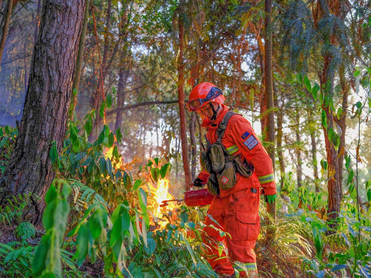 论述重庆市森林资源保护过程中森林资源保护技术落后的问题分析不得少于800字。