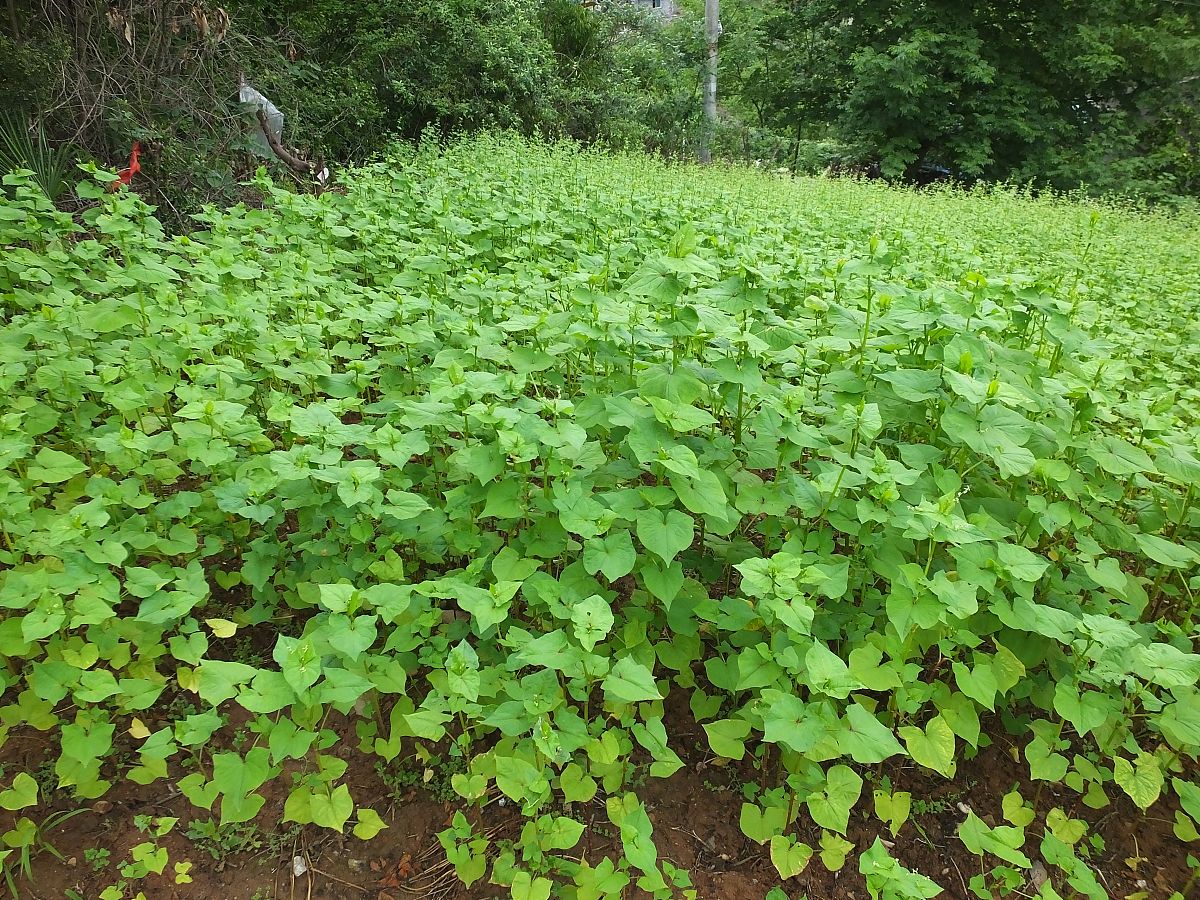 聊城经济开发区职业技术学校中草药种植专业介绍