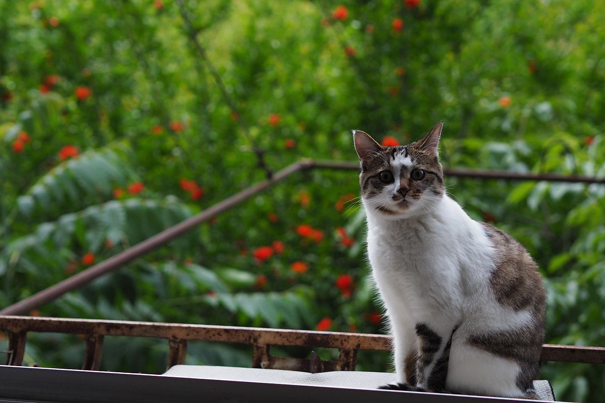 猫视角：一只小猫咪的一天 - 2000字生活故事