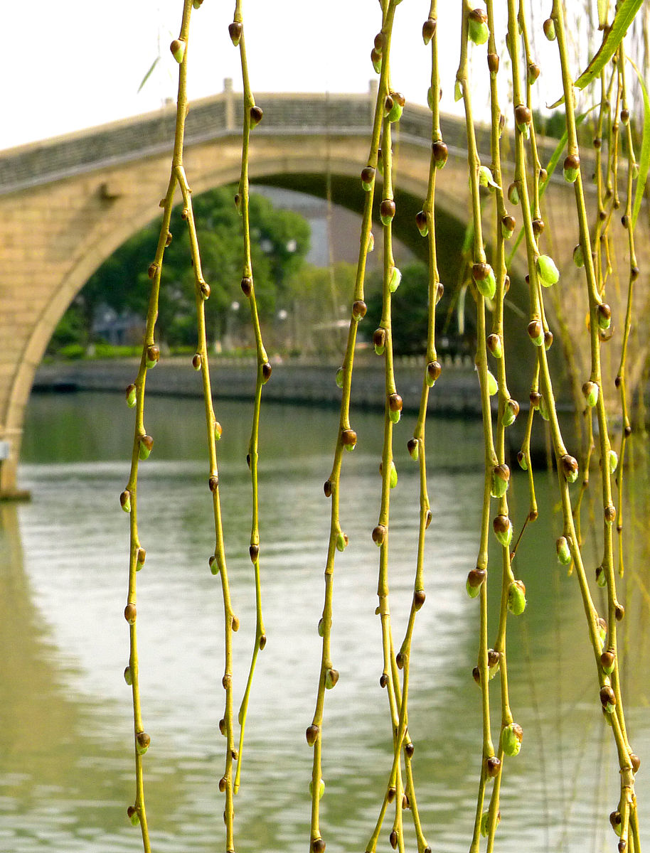 雨后的苏堤柳条吐芽为什么是借喻回答+拓展