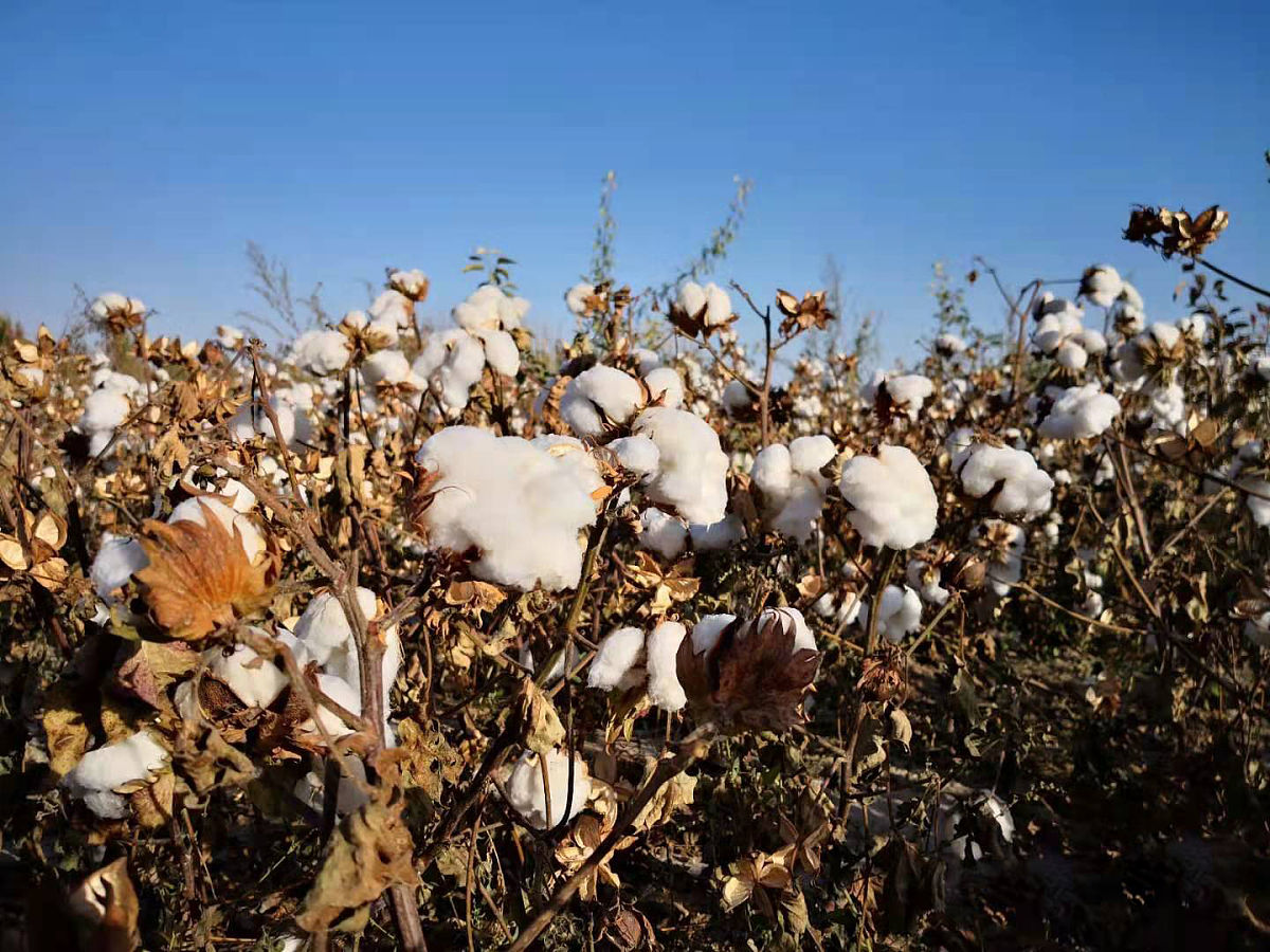 新疆棉花价格 新疆种棉花一亩纯利润