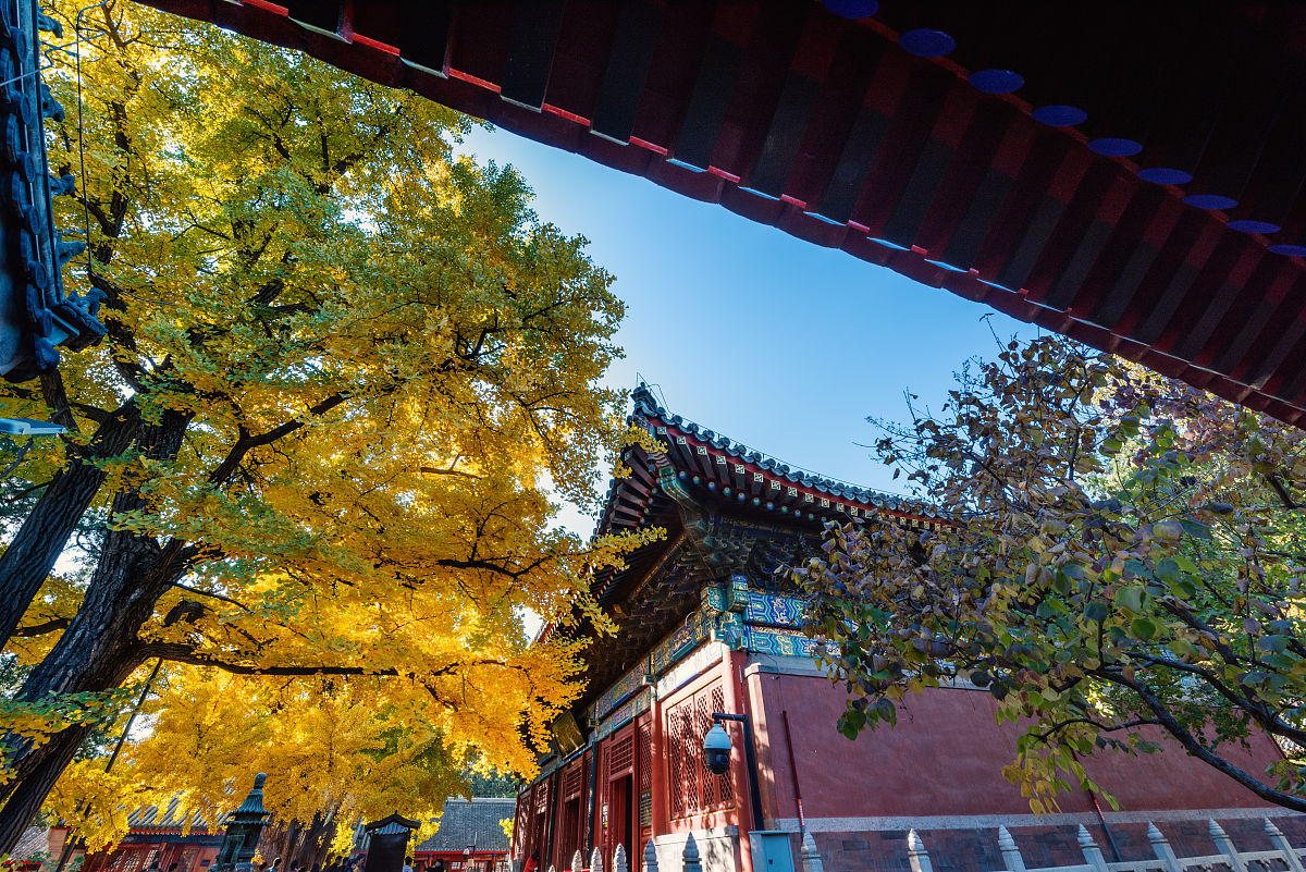 2020年10月23日,初秋的红螺寺千年古刹已秋意浓浓,大雄宝殿前的银杏树