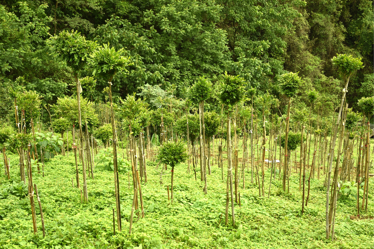 桉树广9和广29区别